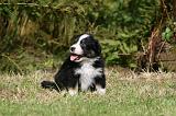 BERGER AUSTRALIEN PUPPIES 807